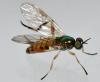 Chorisops tibialis